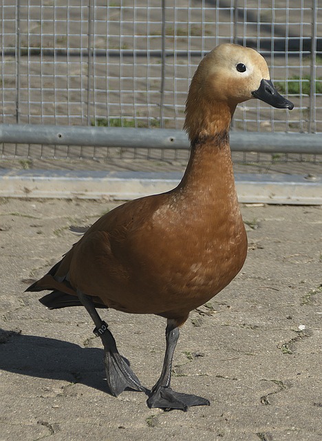 断电